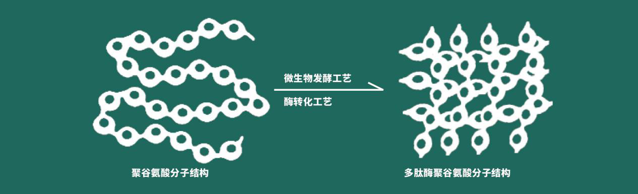 多肽酶聚谷氨酸