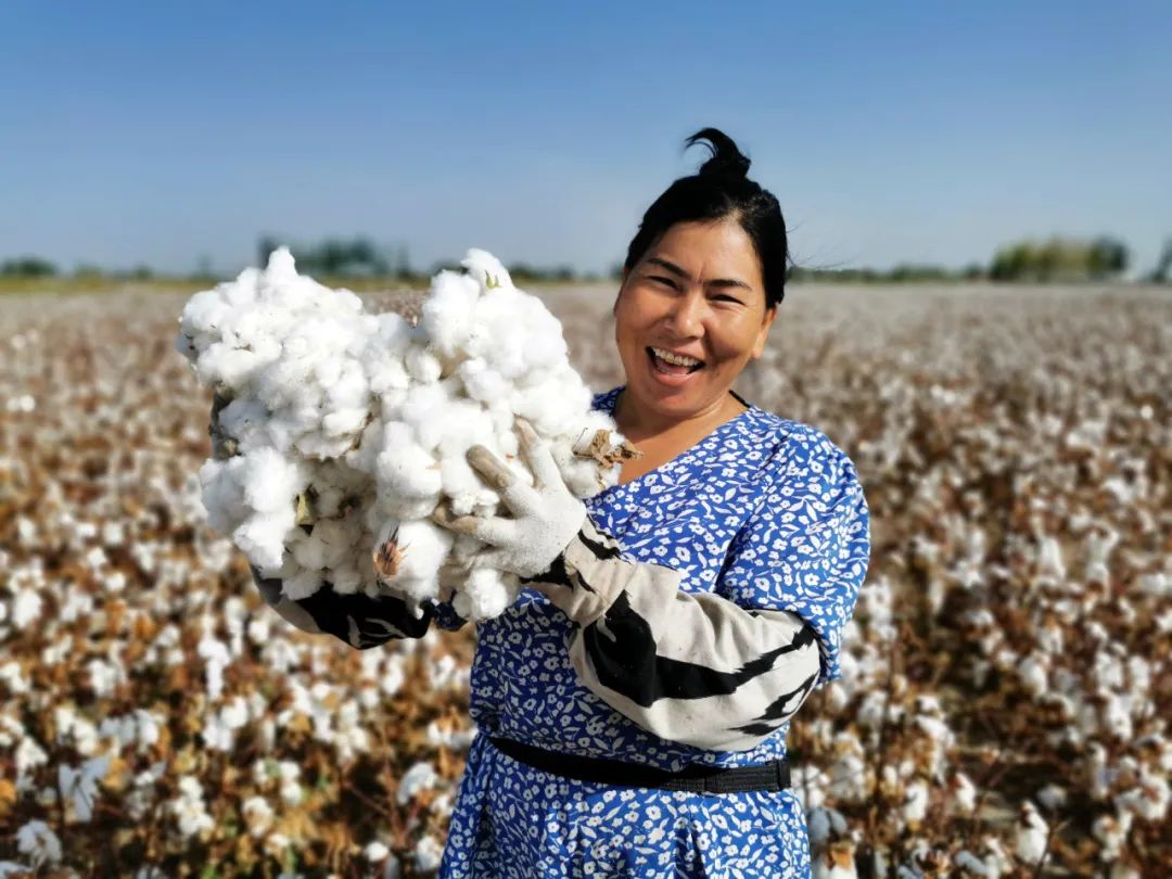 人民日报丨新疆棉花种植布局进一步优化